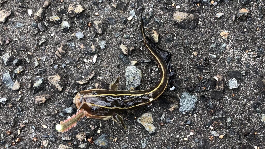 南房総富浦の岡本川でハゼ釣り、外道のゴンズイ