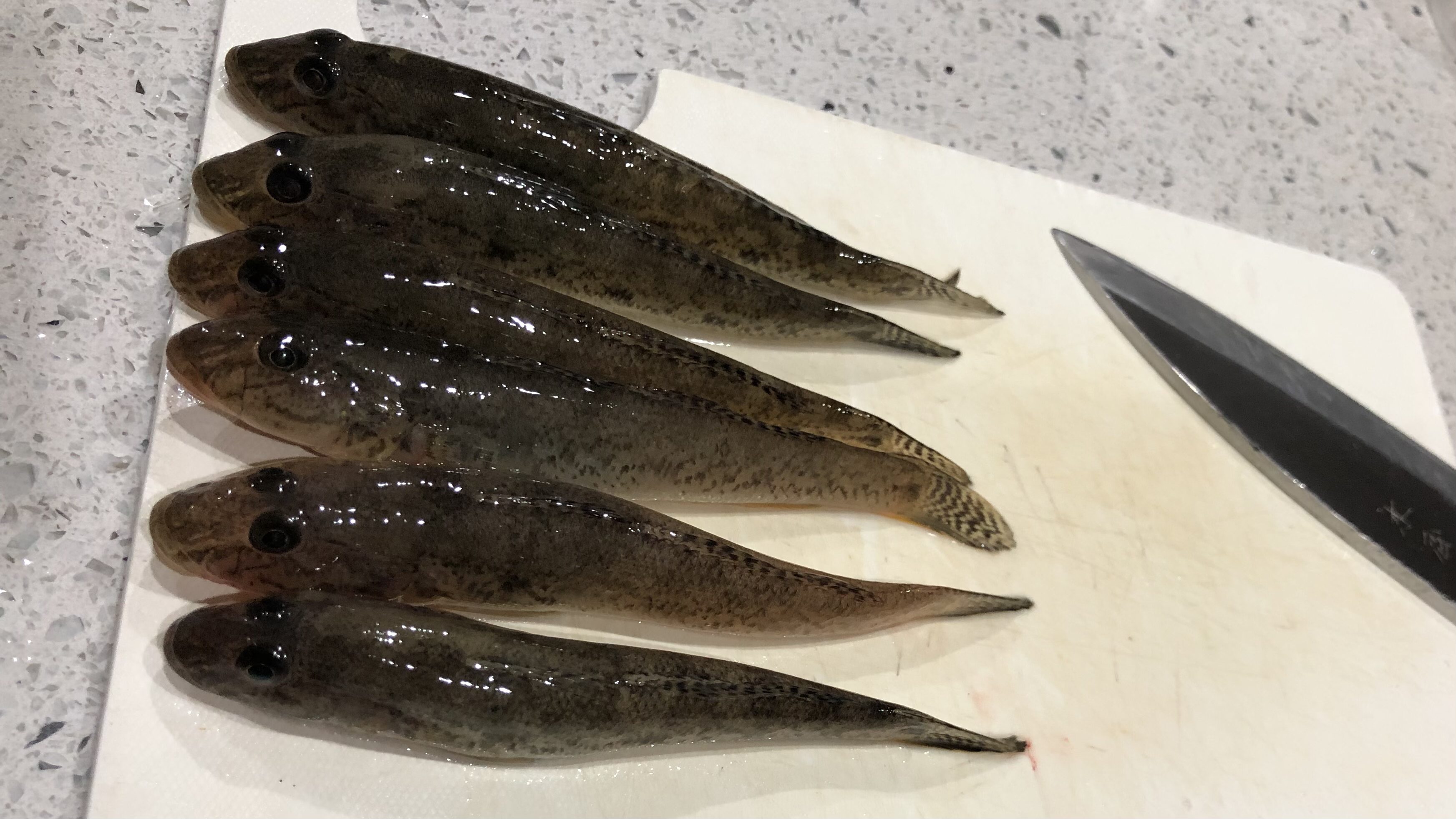 南房総の岡本川でハゼ釣りの釣果