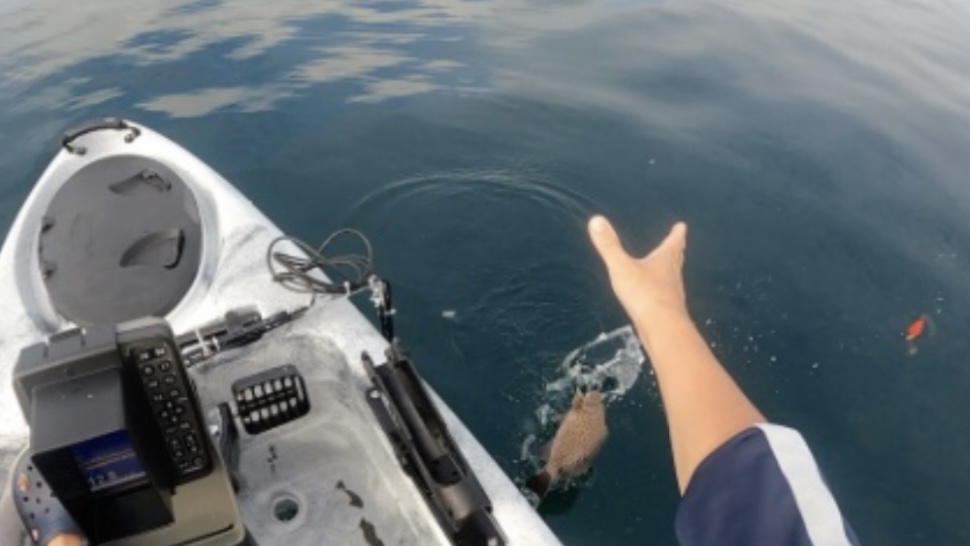 千葉県南房総鋸南でのカヤックフィッシング、釣り、オオモンハタ