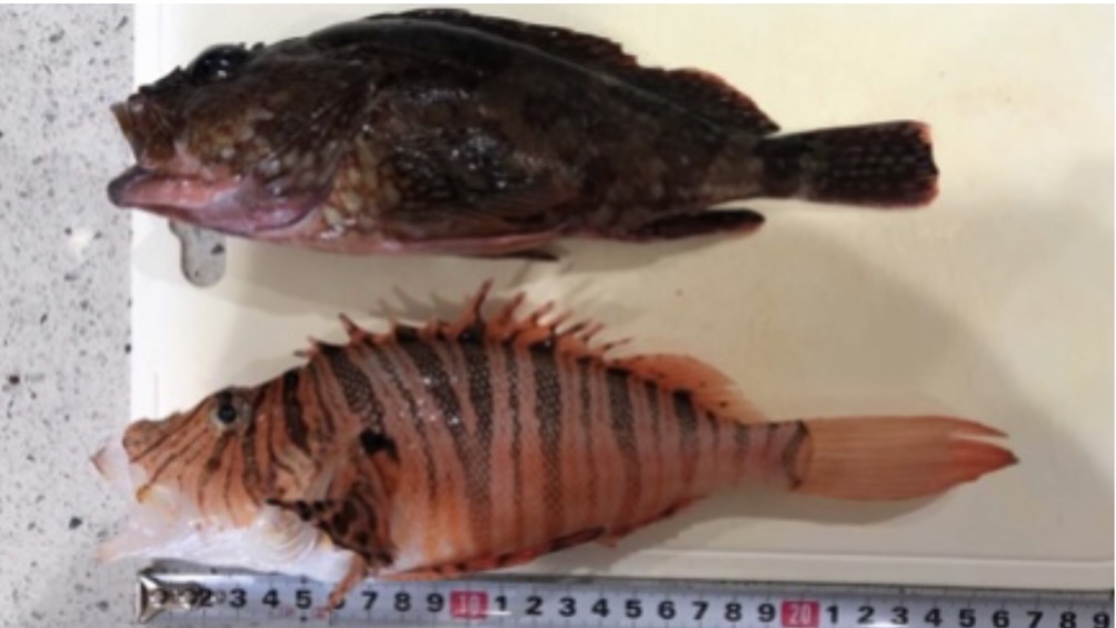 千葉県南房総鋸南でのカヤックフィッシング、釣り、釣果、ミノカサゴ