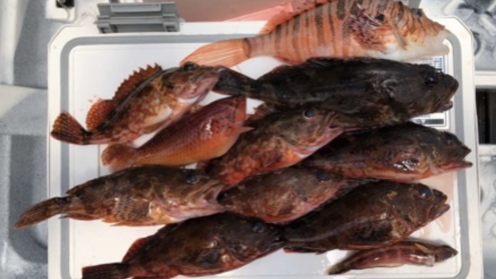 千葉県南房総鋸南でのカヤックフィッシング、釣り、釣果、カサゴ、ミノカサゴ、トラギス、ベラ