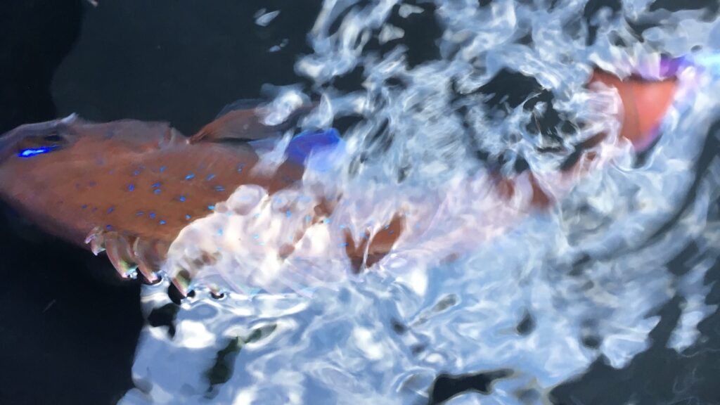 千葉県南房総富浦港から出船の共栄丸の釣果、マダイ