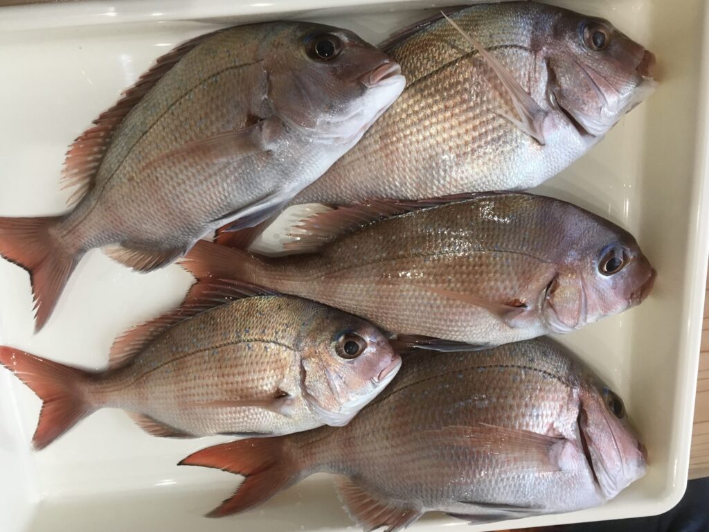 千葉県南房総富浦港から出船の共栄丸の釣果、マダイ