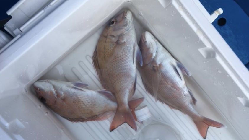 千葉県南房総富浦港から出港の共栄丸の釣果、マダイ