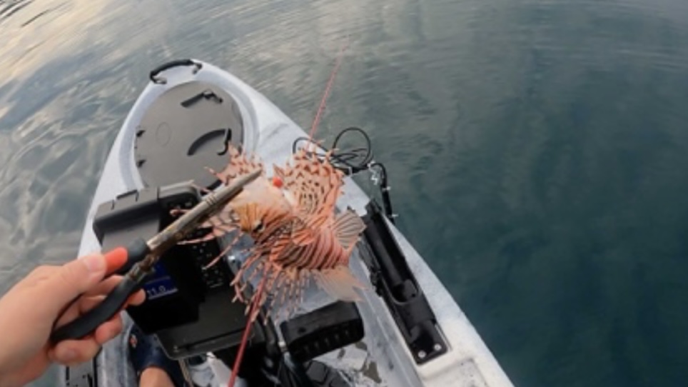 千葉県南房総鋸南でのカヤックフィッシング、釣り、ミノカサゴ