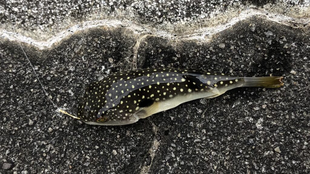 ハゼ釣りの外道、フグ