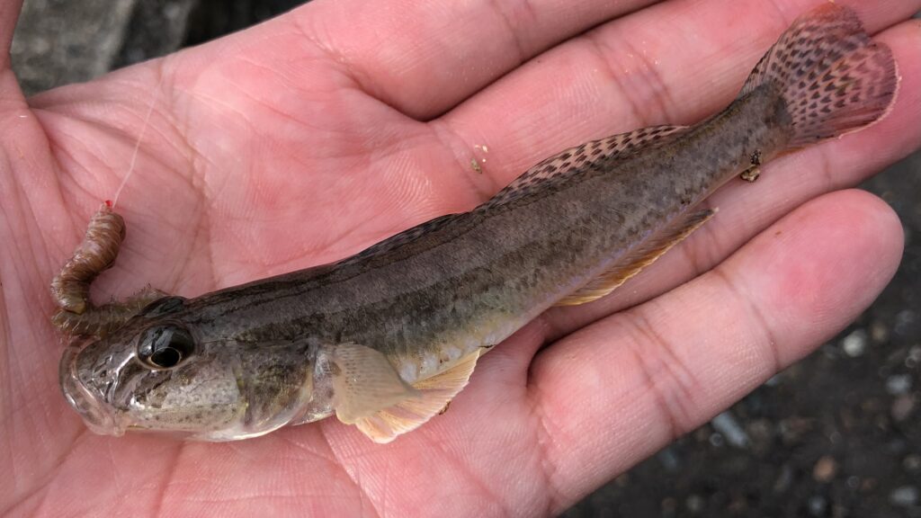 南房総、岡本川で釣ったハゼ