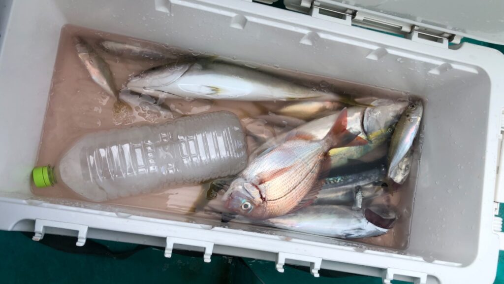 南房総鋸南町保田の釣り船、村井丸での釣果。ライトタックル五目