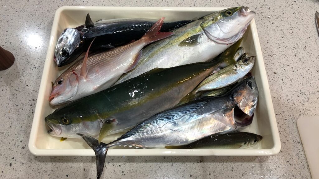 南房総鋸南保田の釣り船、村井丸での釣果