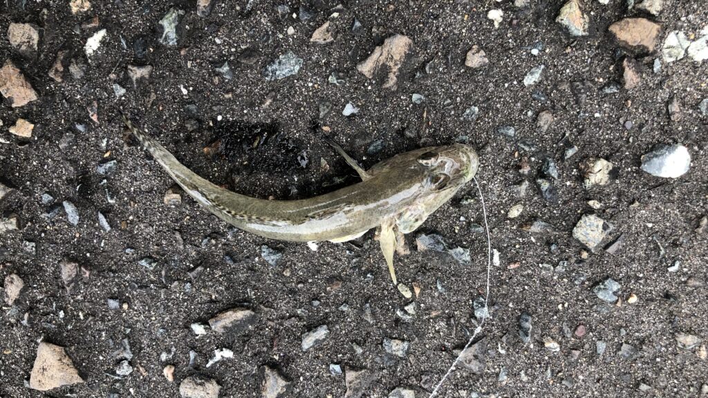 南房総富浦の岡本川でハゼ釣り、釣果