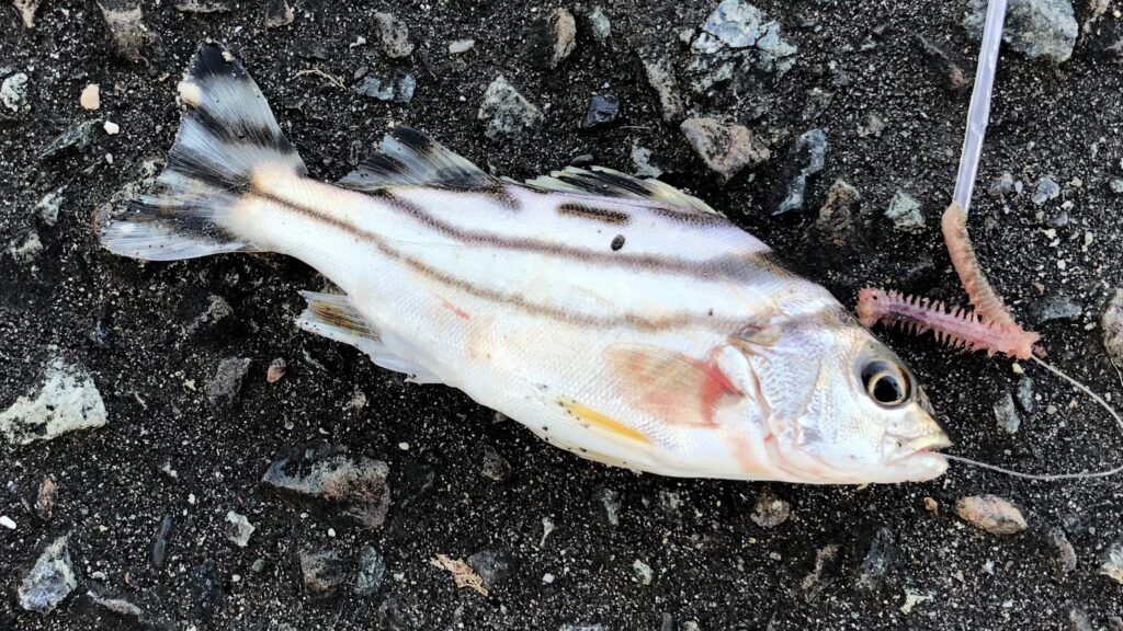 南房総岡本川での釣りの釣果、ちょい投げ