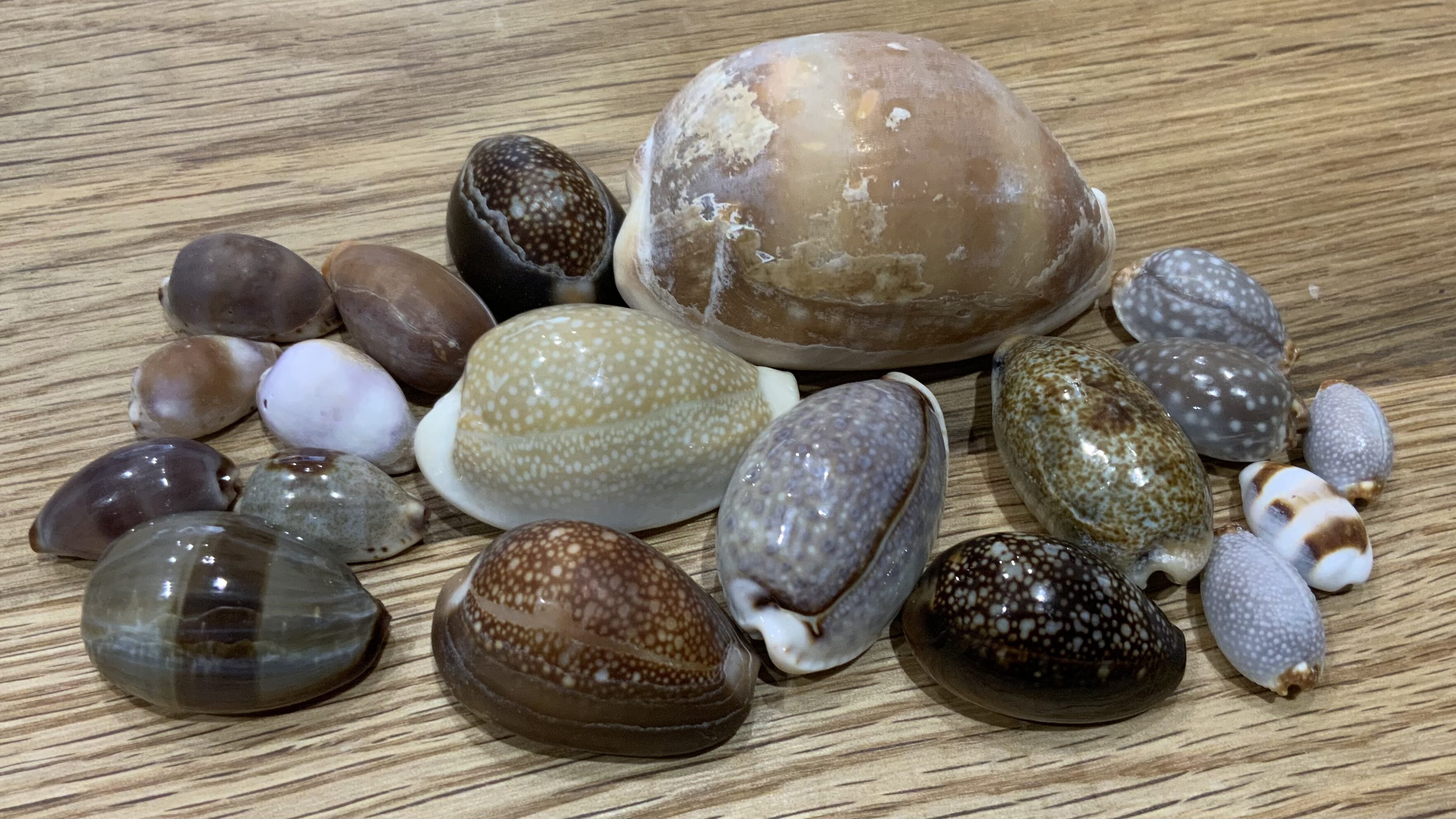 南房総のビーチ、磯で取れるタカラガイ