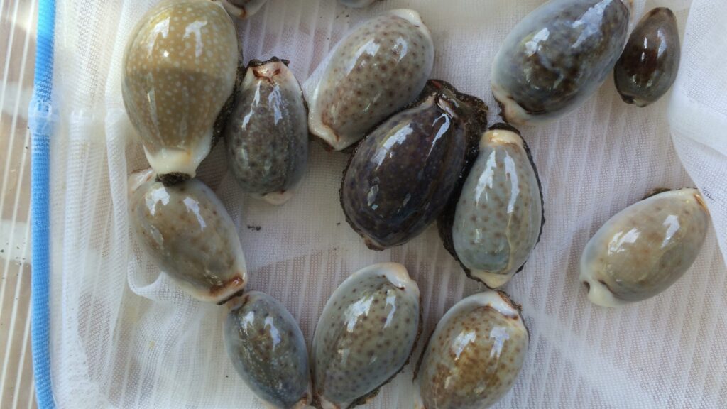 南房総の磯で取れる生きたタカラガイ