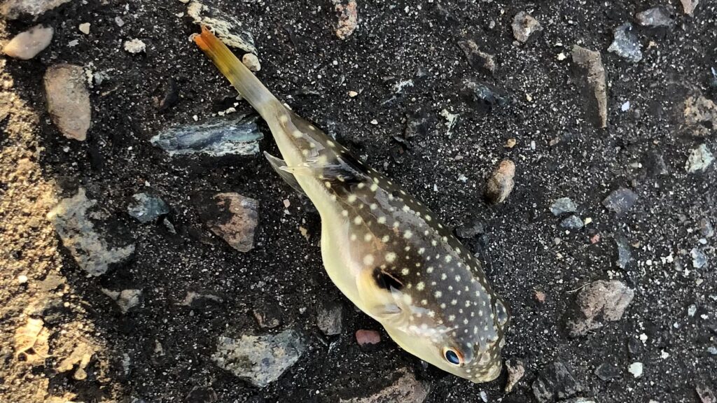 南房総岡本川での釣果、外道、釣り、フグ