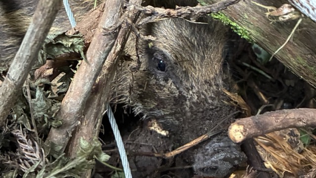くくり罠にかかったイノシシの幼獣、ウリ坊