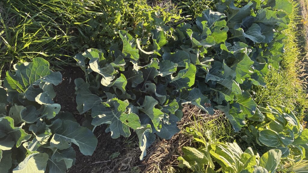 スティックセニョール