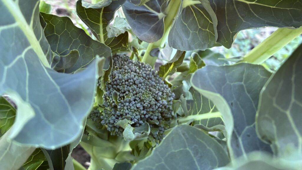 畑のスティックセニョール