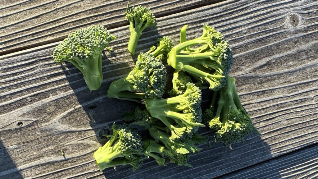 収穫したスティックセニョール