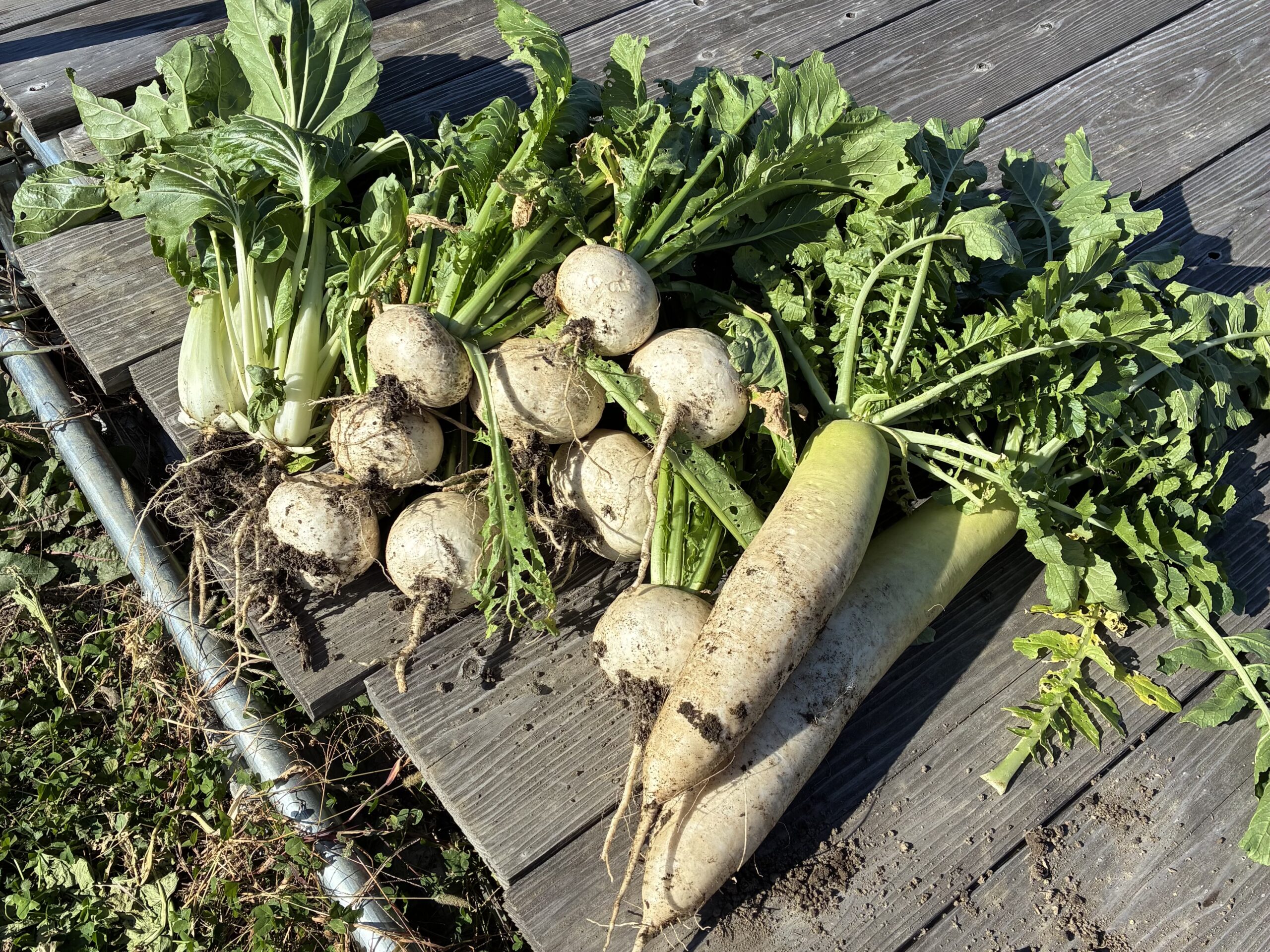 2025年畑で収穫した野菜、大根、カブ、シャクシナ