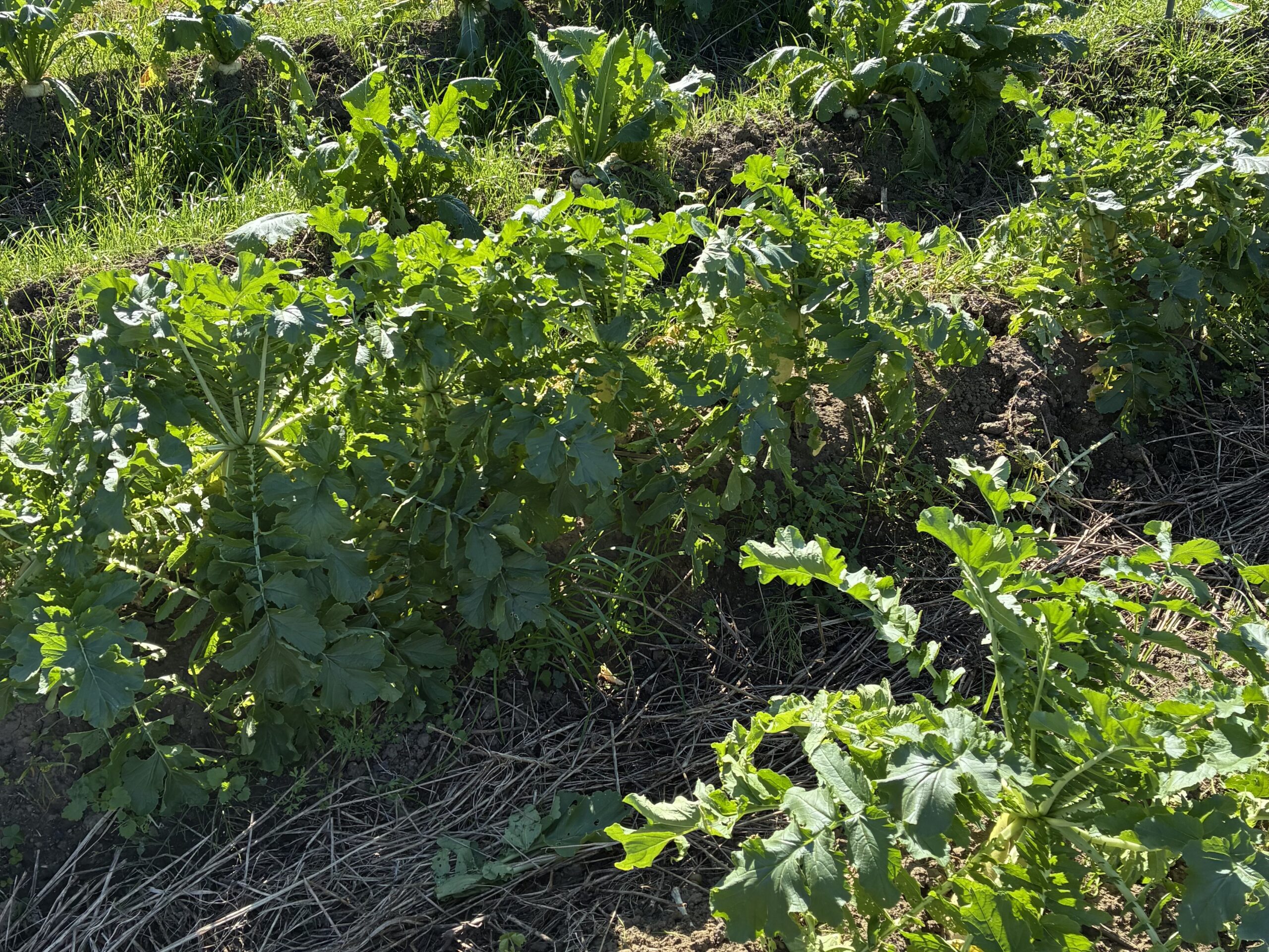 2025年秋、畑、大根、カブ