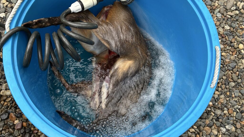 腹だししたキョンを冷やし込み