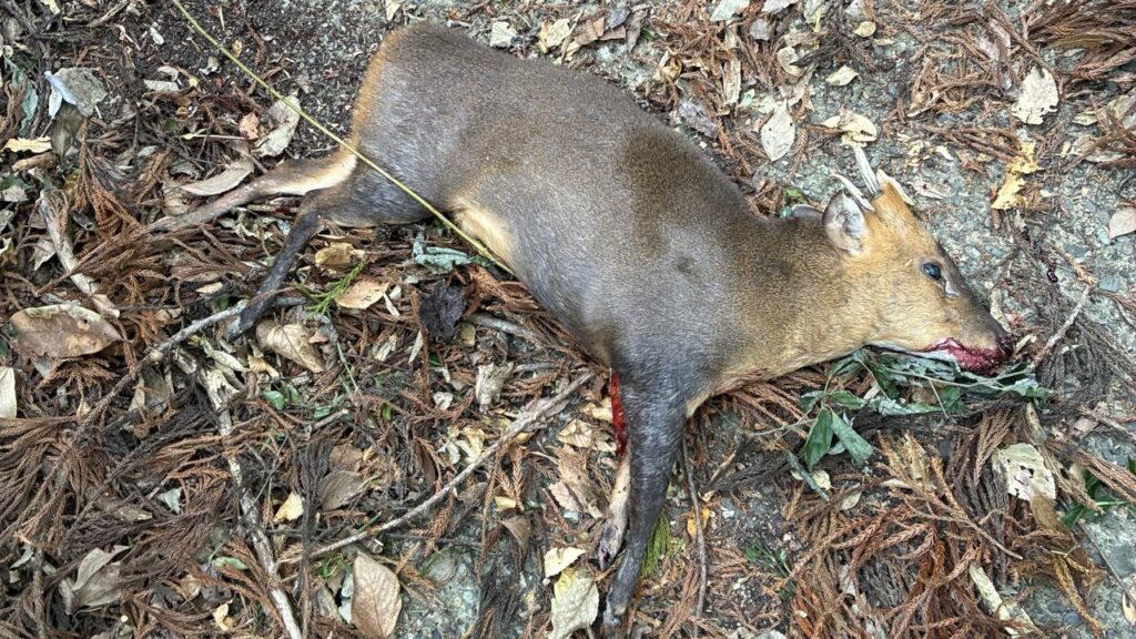 止め刺しをしたキョン