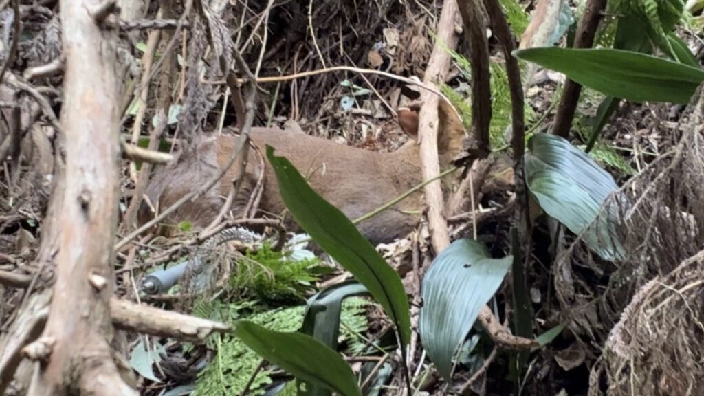くくり罠にかかったキョン