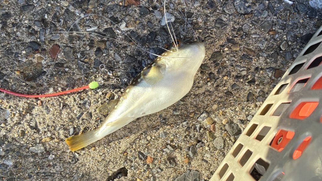 南房総、岡本川でフグを釣りました。