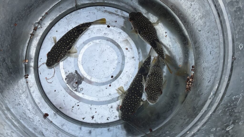 南房総、岡本川で釣れたフグです。