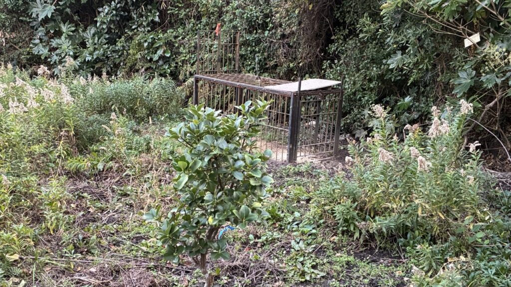 洲崎に設置されていた箱罠