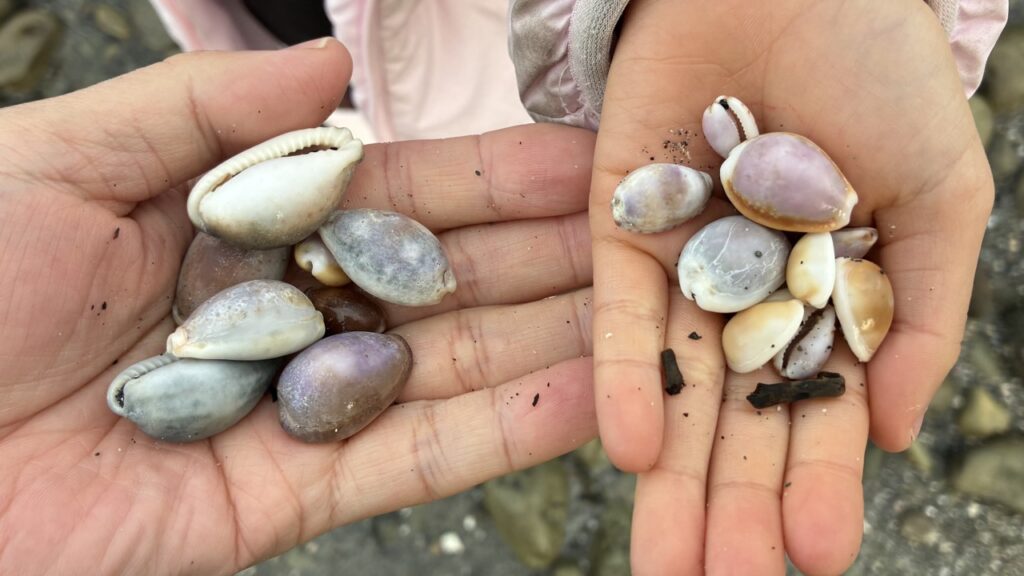 ホテル風の抄の下の砂浜で拾ったタカラガイ