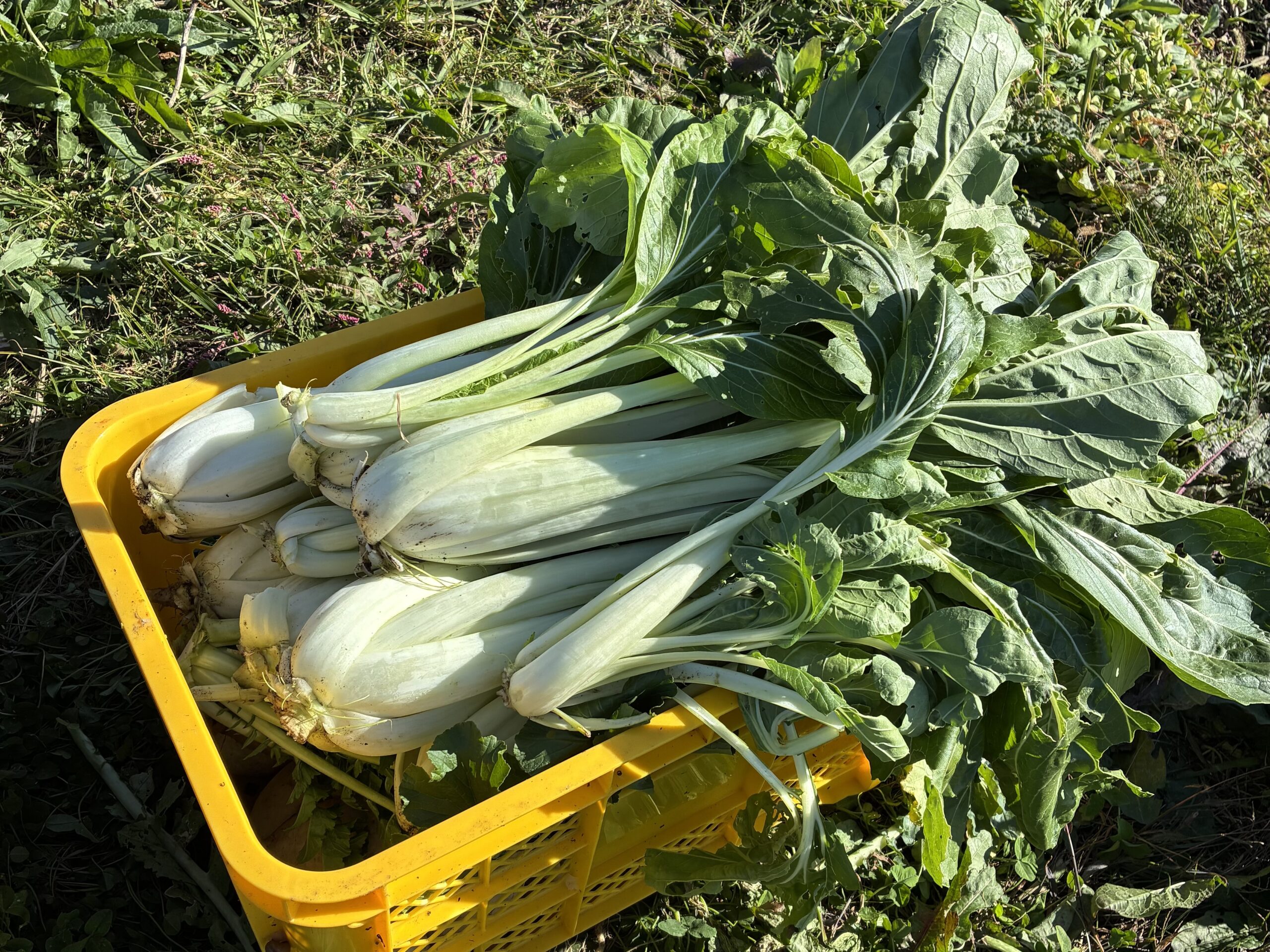 2025年秋、畑で収穫したシャクシナ