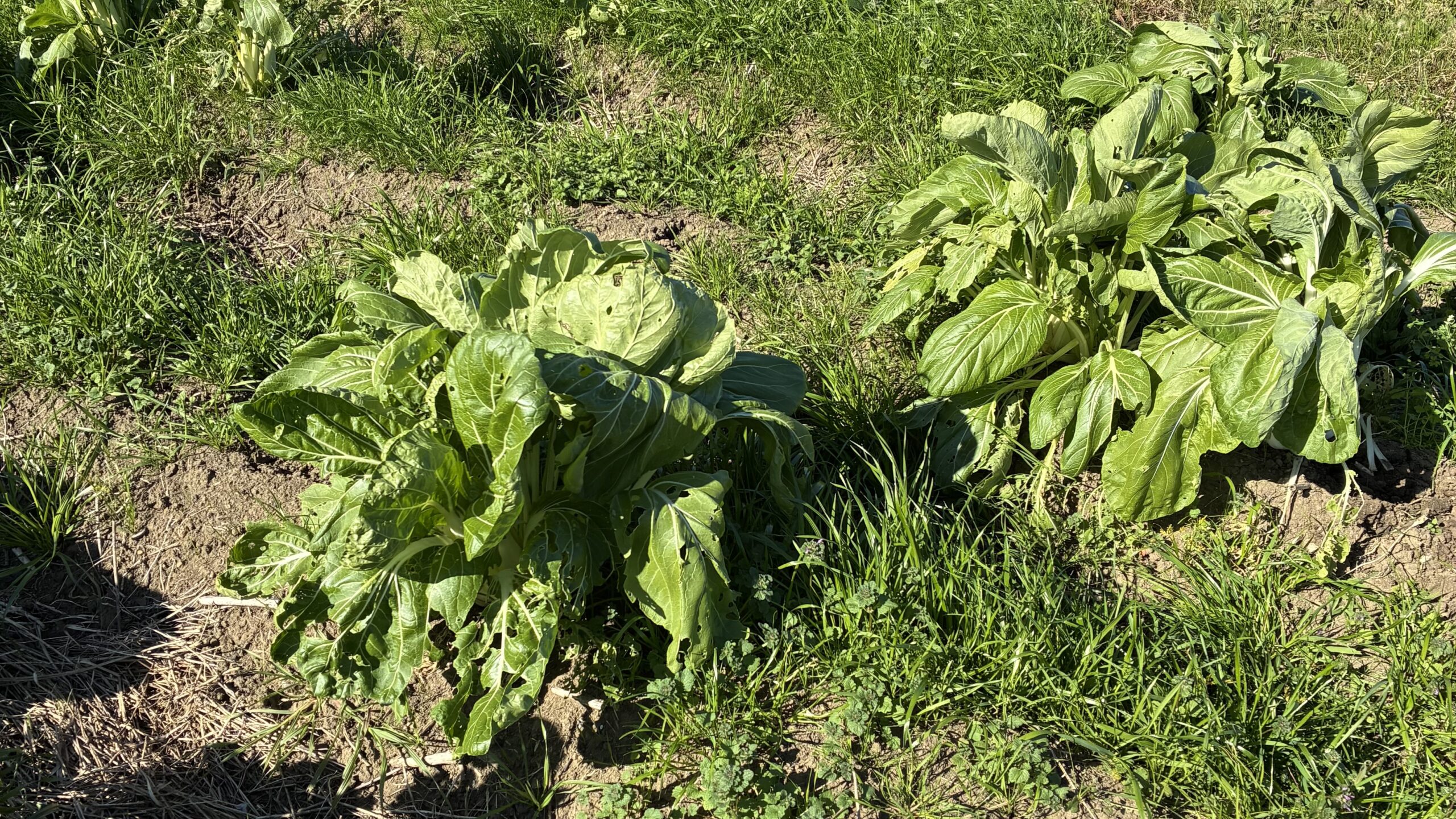 2025年秋、畑のシャクシナ