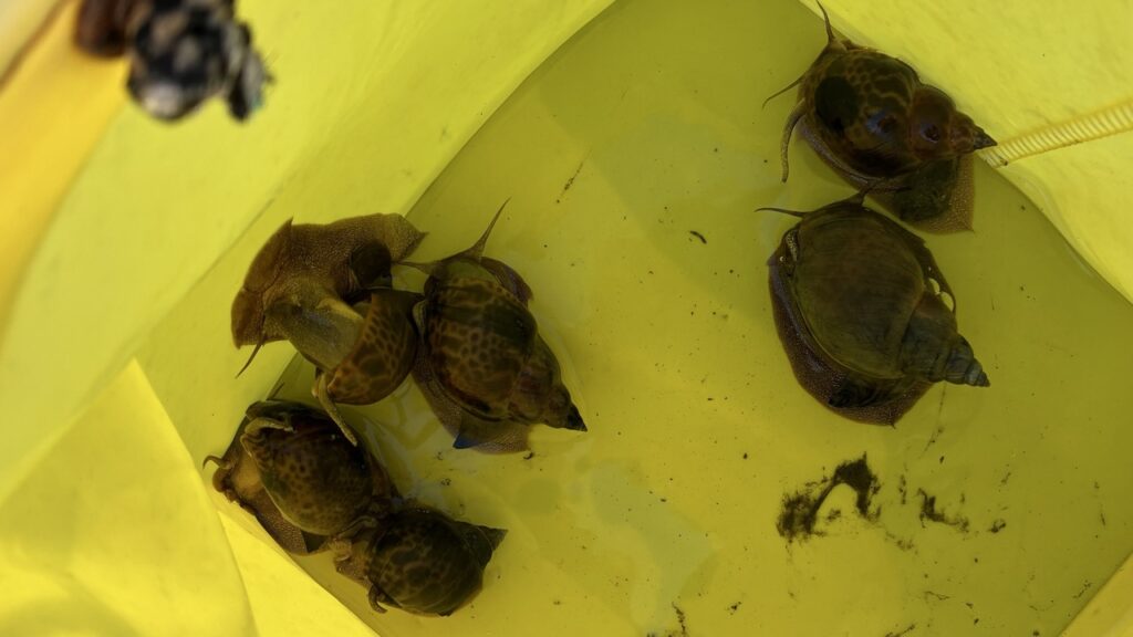 千倉港で釣ったアカニシ