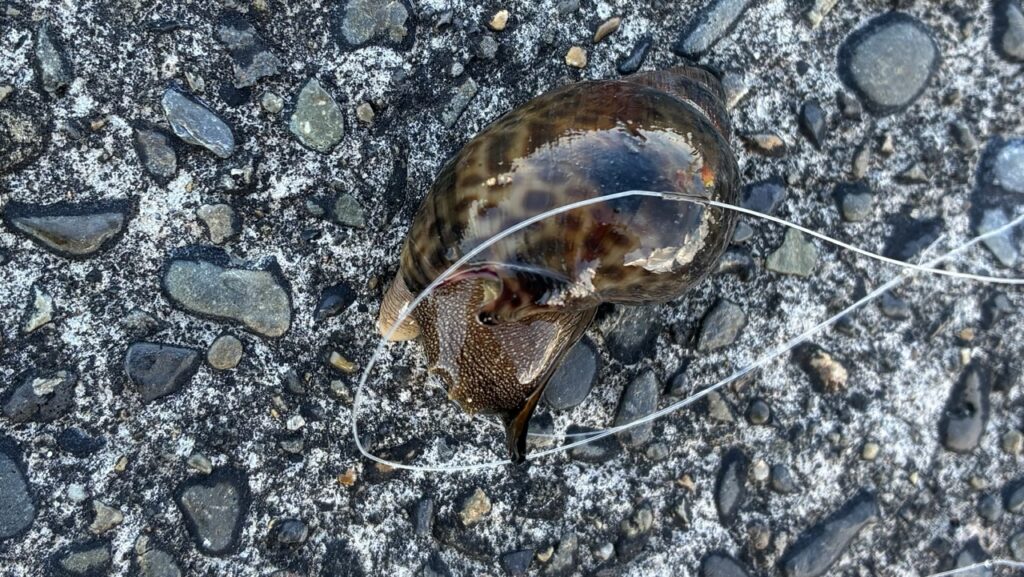 千倉港で釣ったアカニシ