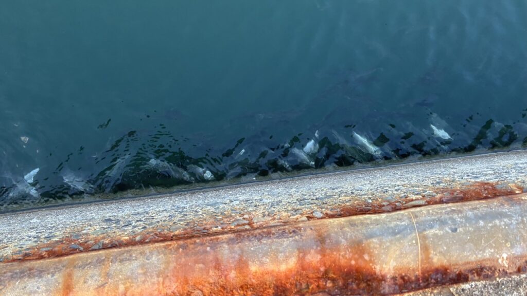 千倉港の岸壁に群れる魚