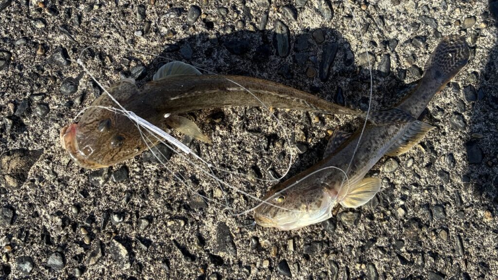 冬の千倉港で釣ったハゼ