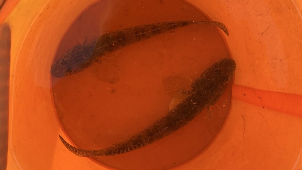 千倉港で釣ったハゼ