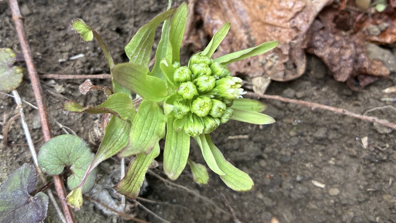 野生のフキノトウ