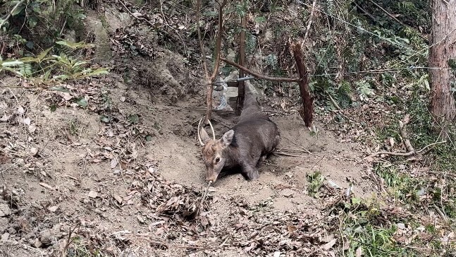 くくり罠にかかった若い雄シカ