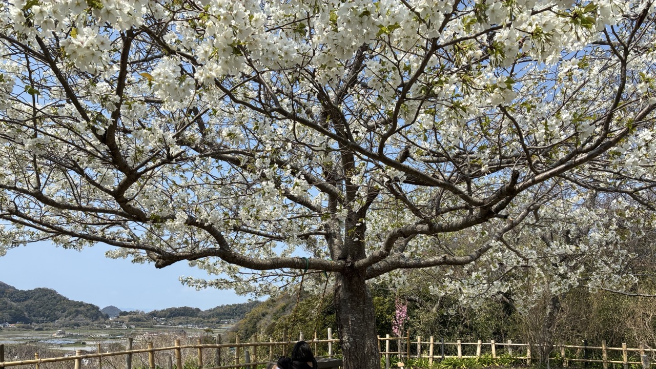 南房総岩井の里山、観音山の桜です。