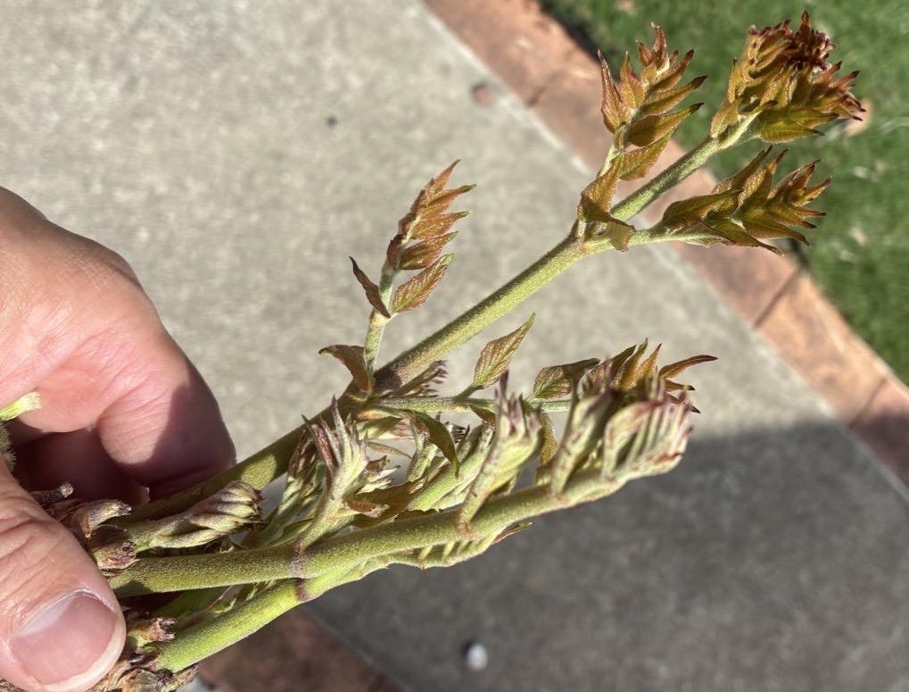 ２０２６年も無事にタラの芽を食べることができました。