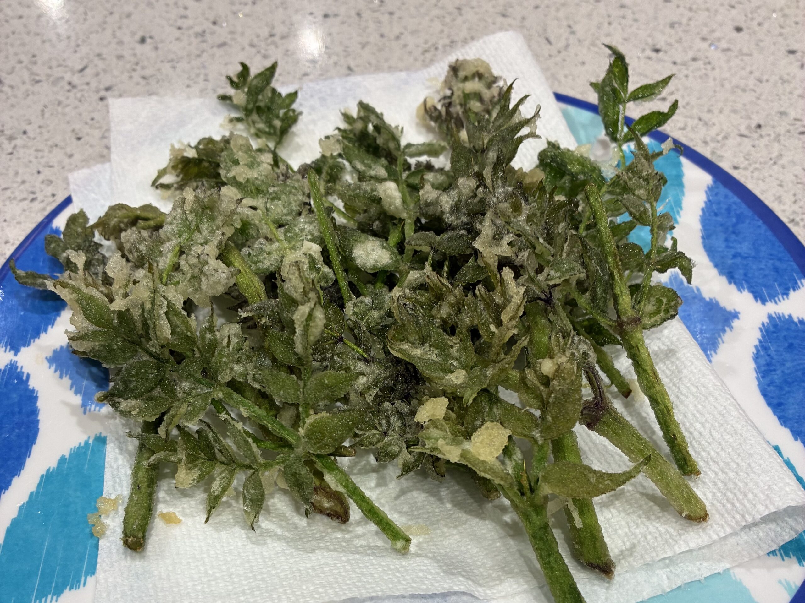 庭に植えたタラの木から収穫しました。