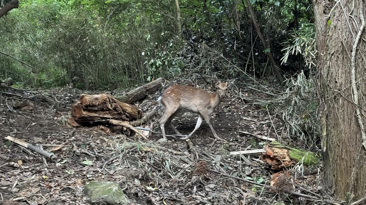 くくり罠で捕獲した雄シカです。