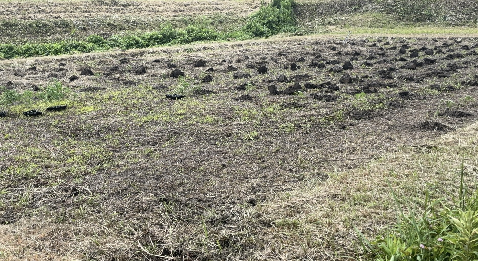 野菜の収穫量を増やすために新しく畑を借りました。